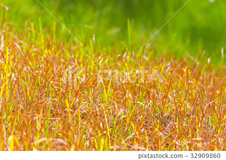 sky and nature 32909860