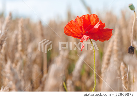 Red poppy flower in a golden ripe defocused wheat 32909872