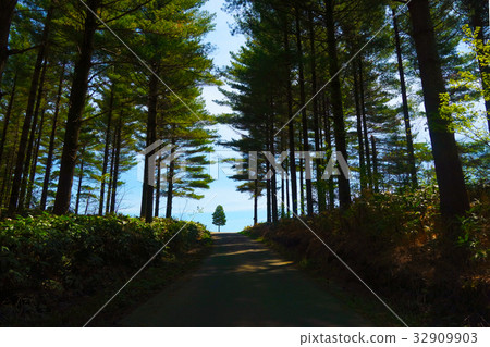 在閃光燈杉木路前面被看見的先驅樹 32909903