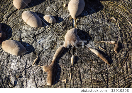 Tree trunk texture with very shallow depth of Tree trunk texture with very shallow depth of 32910208