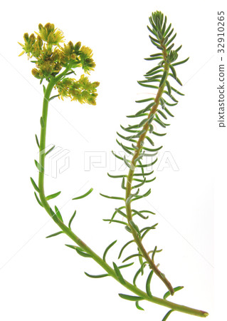 Prick-madam or reflexed stoncrop (Sedum rupestre) Prick-madam or reflexed stoncrop (Sedum rupestre) 32910265
