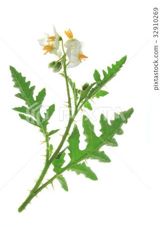 Litchi-tomato (Solanum sisymbriifolium) 32910269