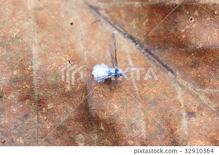 Snowworm (B) 32910364