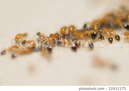 Ants work together to help food. Ants work together to help food. 32912175