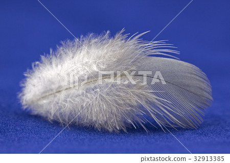 Feather on blue background Feather on blue background 32913385
