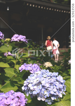 Ajisai vertical with people who worship 32913556