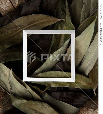 Dry leaves with white border 32914459