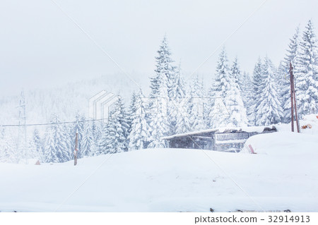 Snow covered trees, rural winter background Snow covered trees, rural winter background 32914913