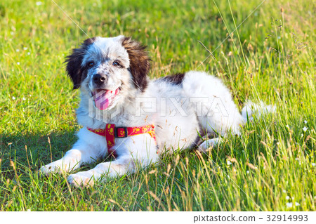 Puppy lying In the grass, close up portrait Puppy lying In the grass, close up portrait 32914993