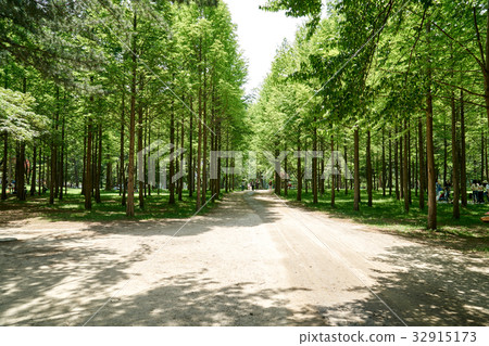 Nami Island, Chuncheon City, Gangwon Province, Korea Nami Island, Chuncheon City, Gangwon Province, Korea 32915173