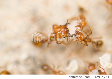 Ants work together to help food. Ants work together to help food. 32915751