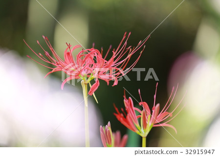 群集孤挺花 32915947