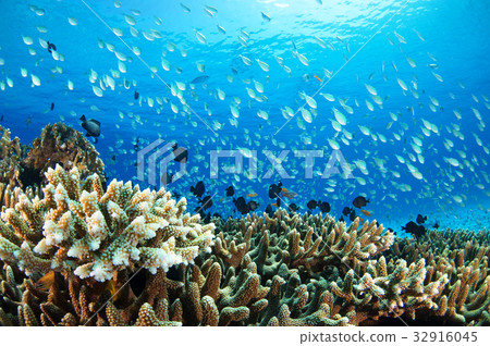藍色的大海，太陽和魚 32916045