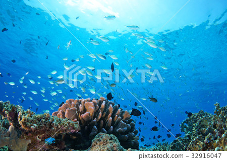 Blue sea, sun and fish Blue sea, sun and fish 32916047