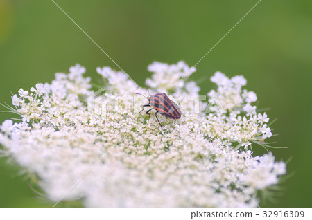 Flower and red bug 32916309