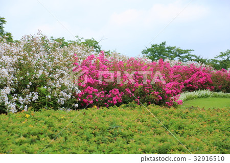 Issai sulpeberry flowers 32916510