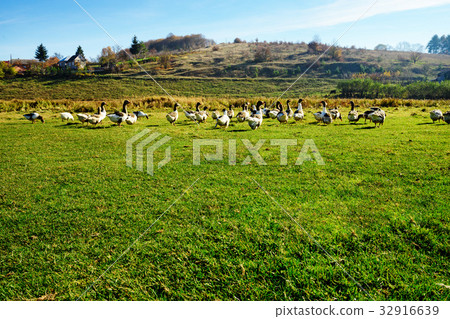 The herd of white adult geese grazing The herd of white adult geese grazing 32916639