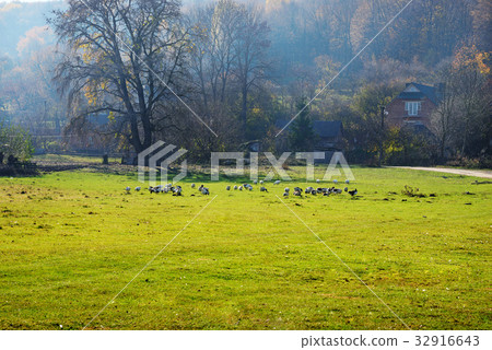 The herd of white adult geese grazing  32916643