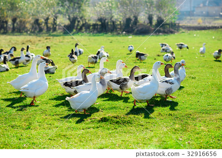 The herd of white adult geese grazing 32916656