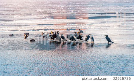 Birds and Ducks on Han river covered with ice 32916726