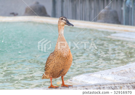 Twink duck 32916970