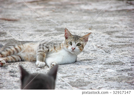 Attention Kitten 32917147