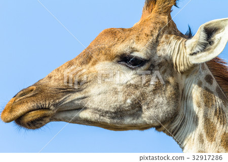Giraffe Head Portrait 32917286
