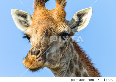 Giraffe Head Portrait 32917289