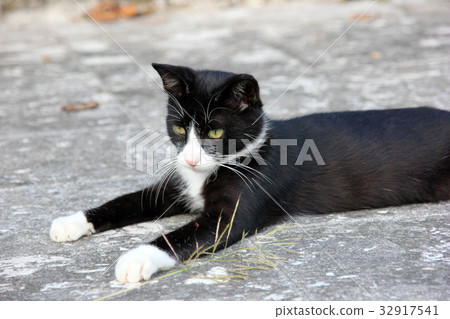 Black and white cattail cat Black and white cattail cat 32917541