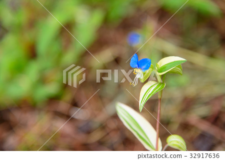 Tsuyu-sa of variegated leaves 32917636