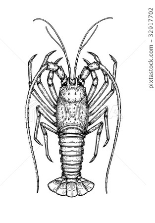 Ink sketch of spiny lobster Ink sketch of spiny lobster 32917702