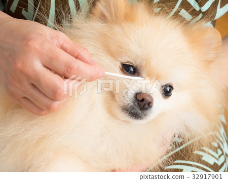 一隻用棉籤睜開眼睛的狗 32917901