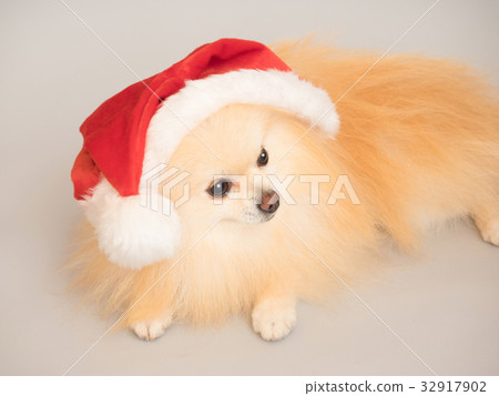 博美犬戴聖誕老人的帽子 32917902