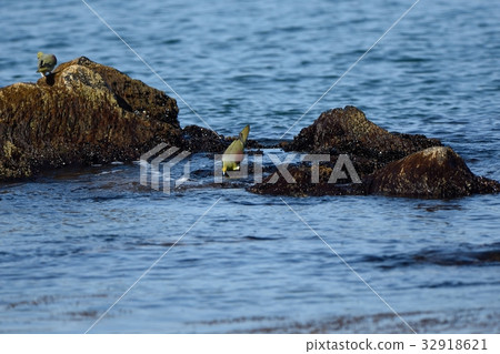 A green pigeon drinking seawater A green pigeon drinking seawater 32918621
