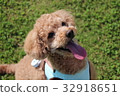看著所有者的愛犬 32918651