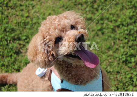 看著所有者的愛犬 看著所有者的愛犬 32918651