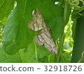 Eda shak perching on the leaves of bitter gourd 32918726