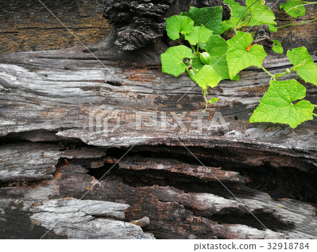 Pianta che cresce su legno in Natural background 32918784