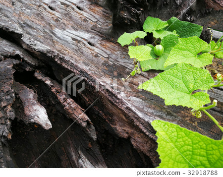 Pianta che cresce su legno in Natural background 32918788