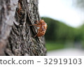 Cicadian shell 32919103