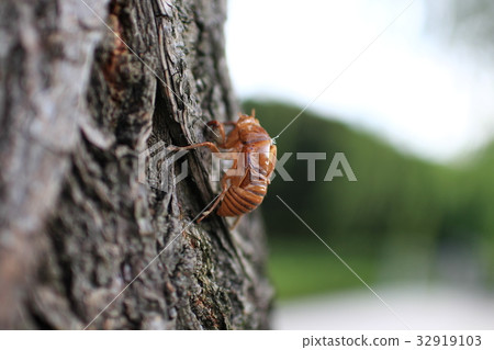 Cicadian shell Cicadian shell 32919103