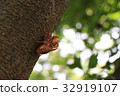 Cicadian shell 32919107