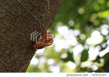 Cicadian shell Cicadian shell 32919107