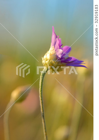 Xeranthemum annuum flower 32919183