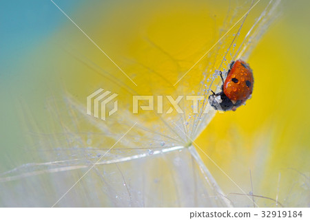 ladybug on dandelion 32919184