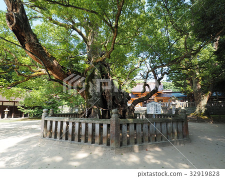 Omiyasumi Shrine的Kusunoki 32919828