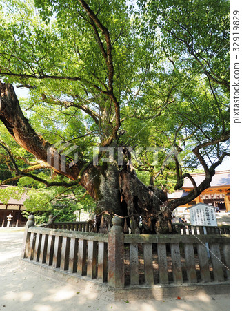 Omiyasumi Shrine的Kusunoki Omiyasumi Shrine的Kusunoki 32919829