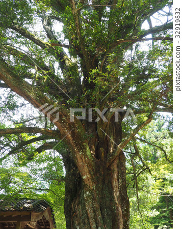 Inumaki tree 32919832