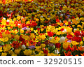 Tulip field 32920515