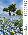 Nemophila 32920517